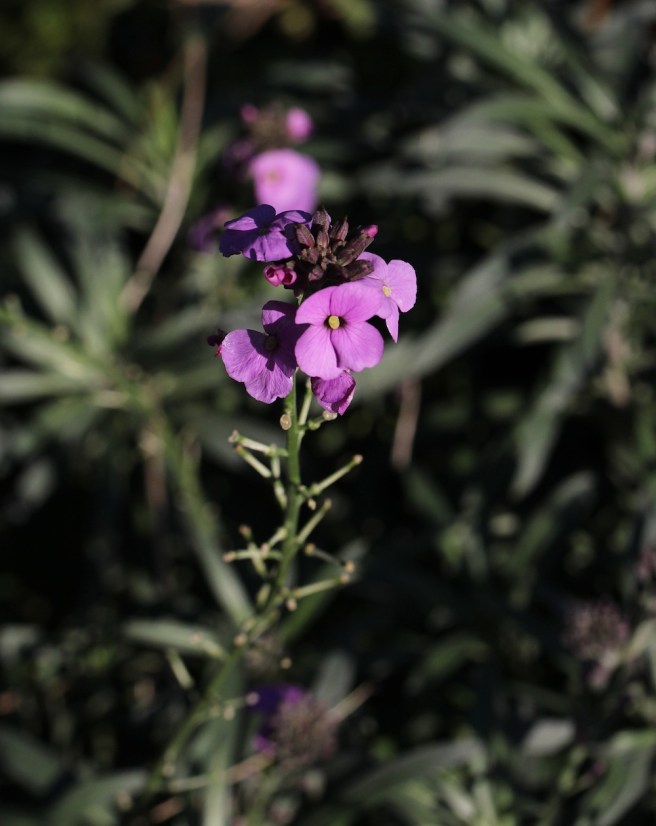 Wallflower | Wolves in London