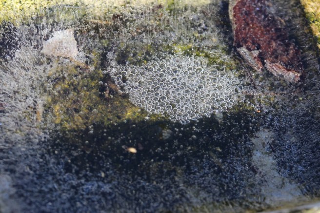 Frozen bubbles | Wolves in London