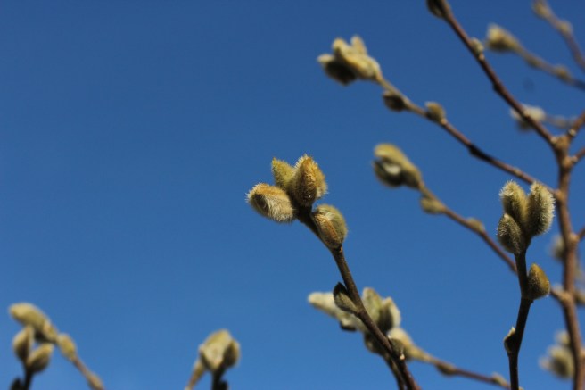 Magnolia buds | Wolves in London