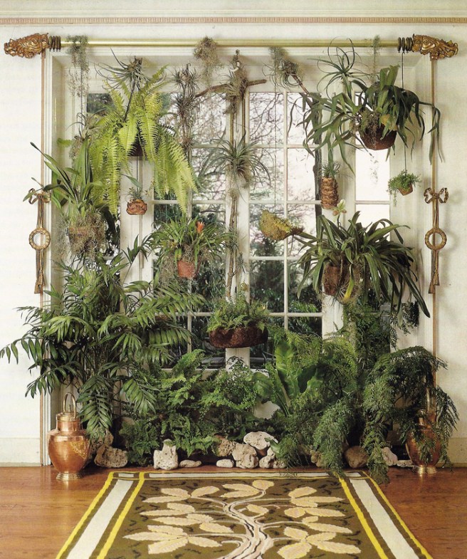 Houseplant heaven | Wolves in London