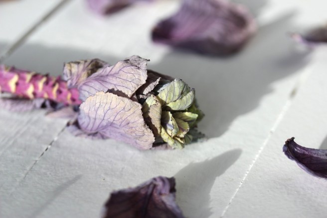 Cabbage flower head | Wolves in London