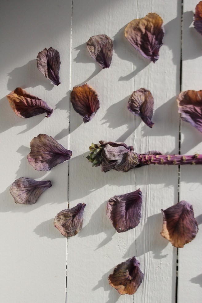 Deconstructed cabbage flower