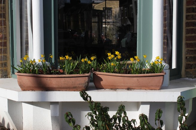 Daffodil window box