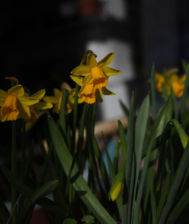 Daffodils