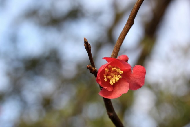 Hawthorn | Wolves in London