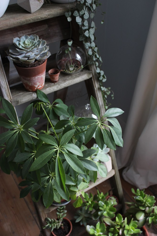 Houseplant ladder | Wolves in London