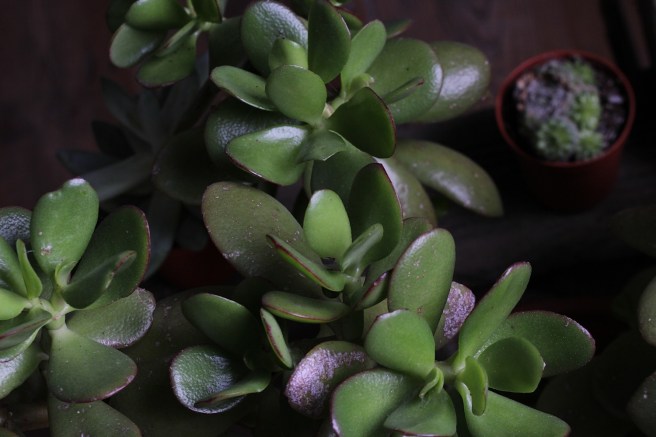 Jade | Wolves in London