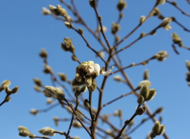 Magnolia flower bud 