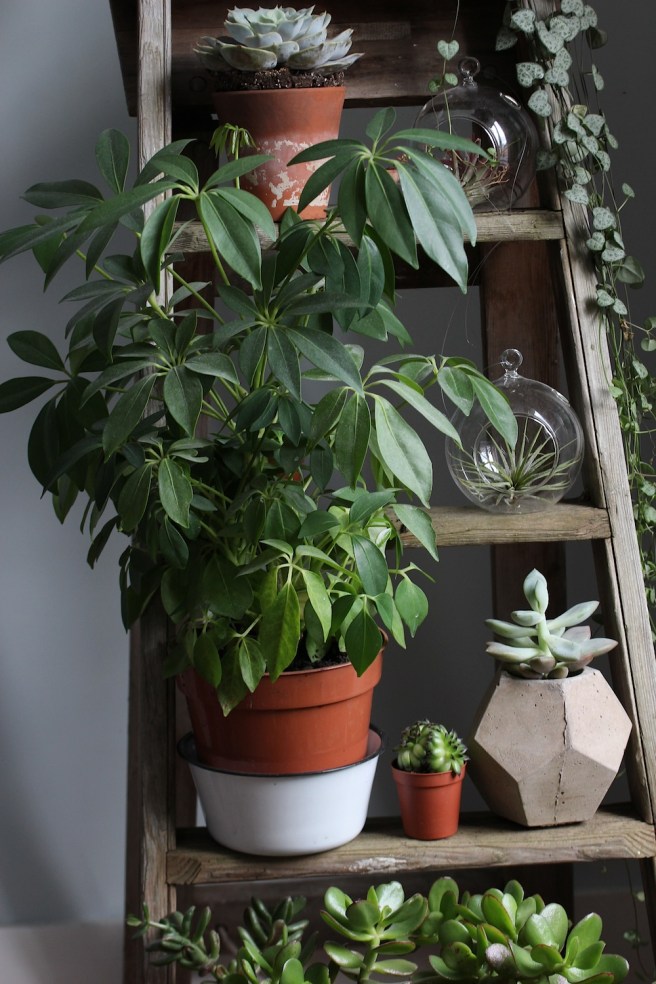 Houseplants | Wolves in London