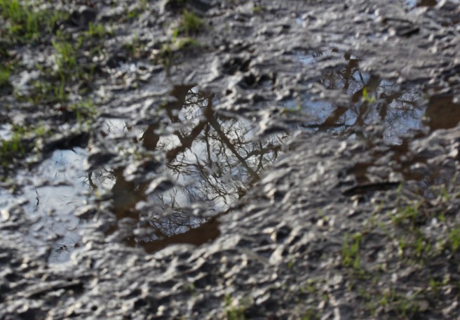 Puddle reflection | Wolves in London