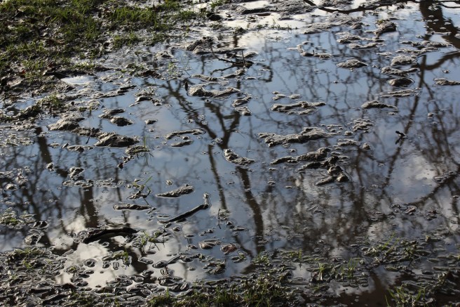 Puddles | Wolves in London