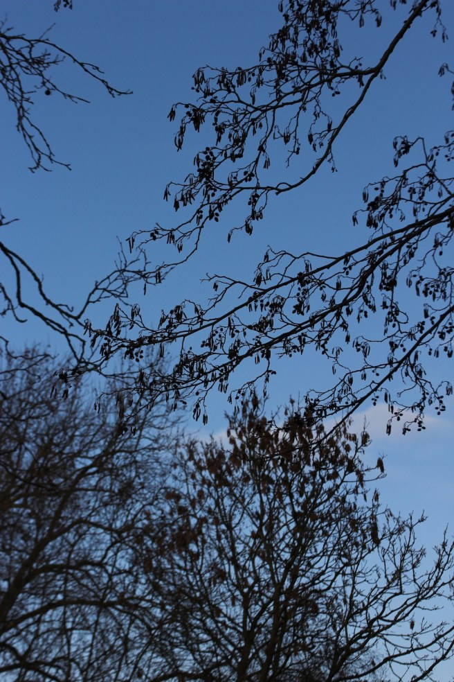 January sky | Wolves in London