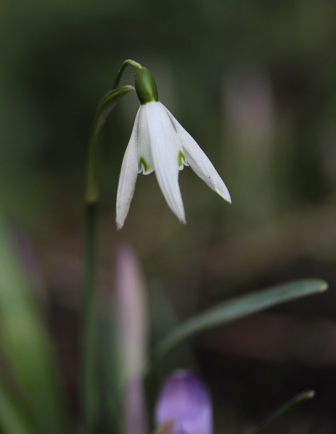 Snowdrop | Wolves in London
