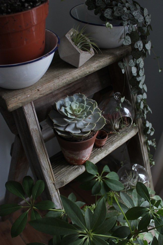 Houseplants | Wolves in London