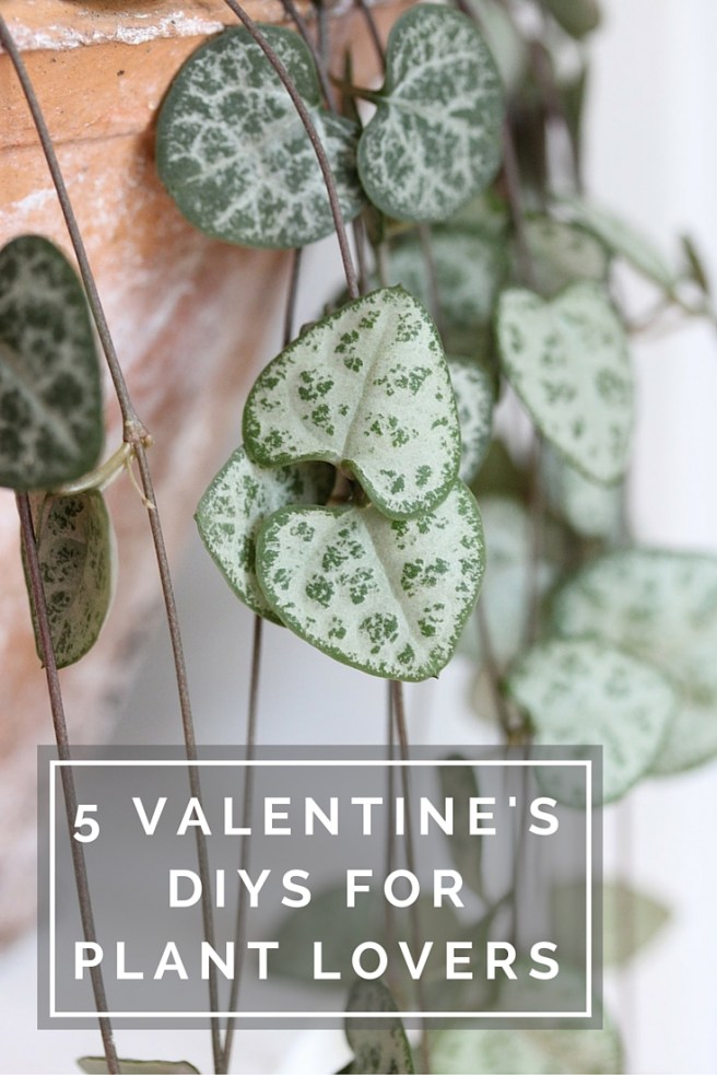 5 Valentine's Day DIYs perfect for plant lovers | Wolves in London