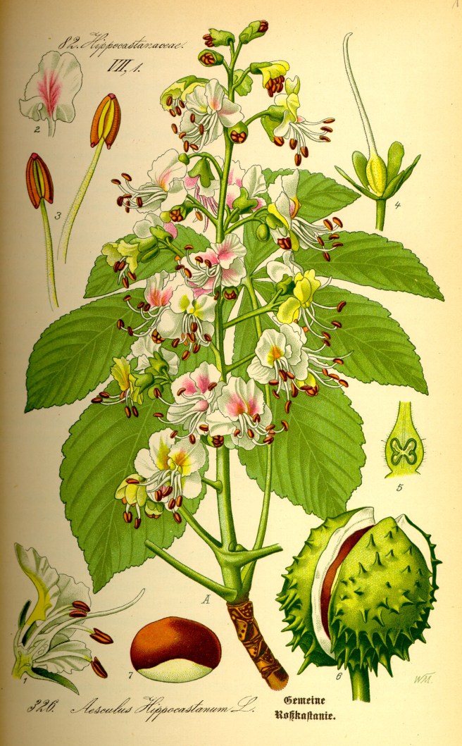 Botanical illustration of horse chestnut (Aesculus hippocastanum)