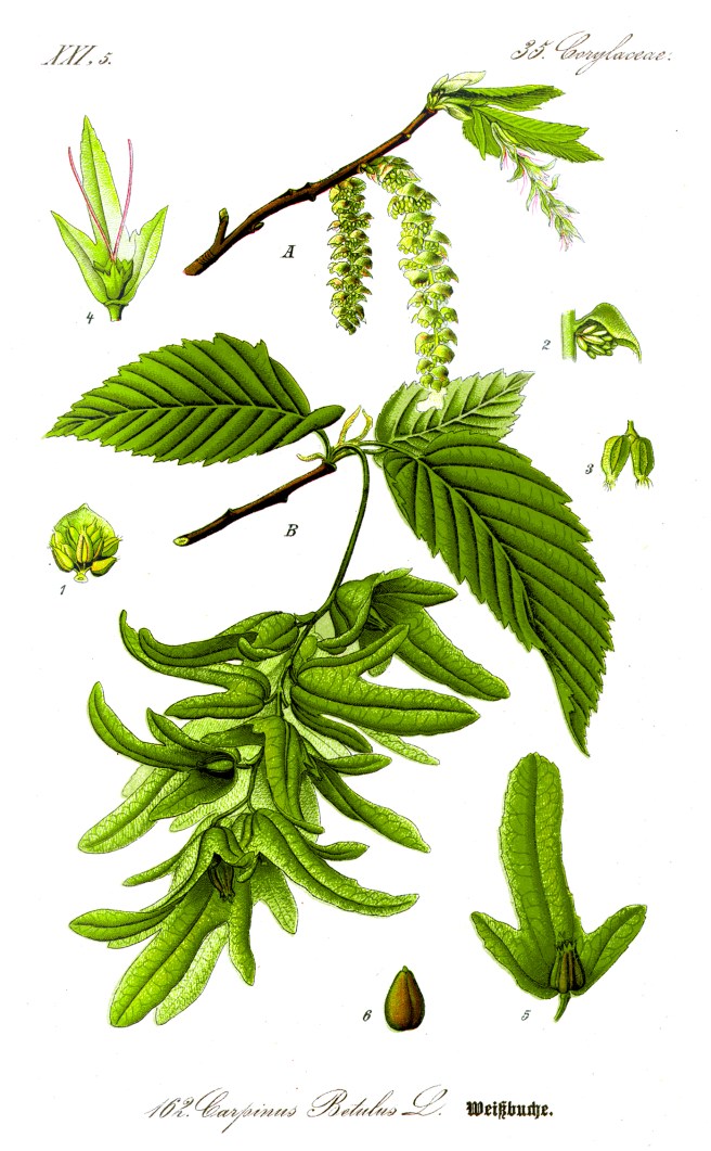 Botanical illustration of hornbeam (Carpinus betulus)