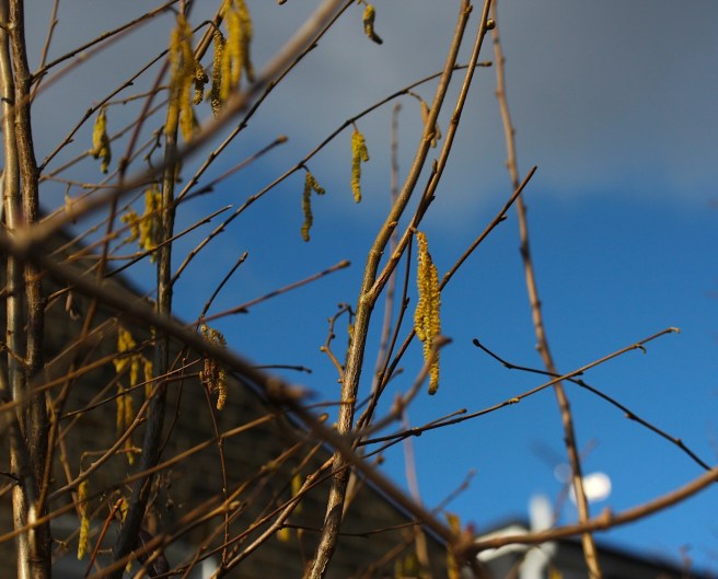 Catkins