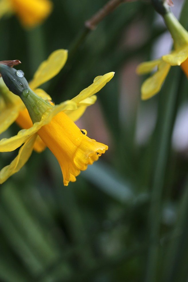 daffodil flower