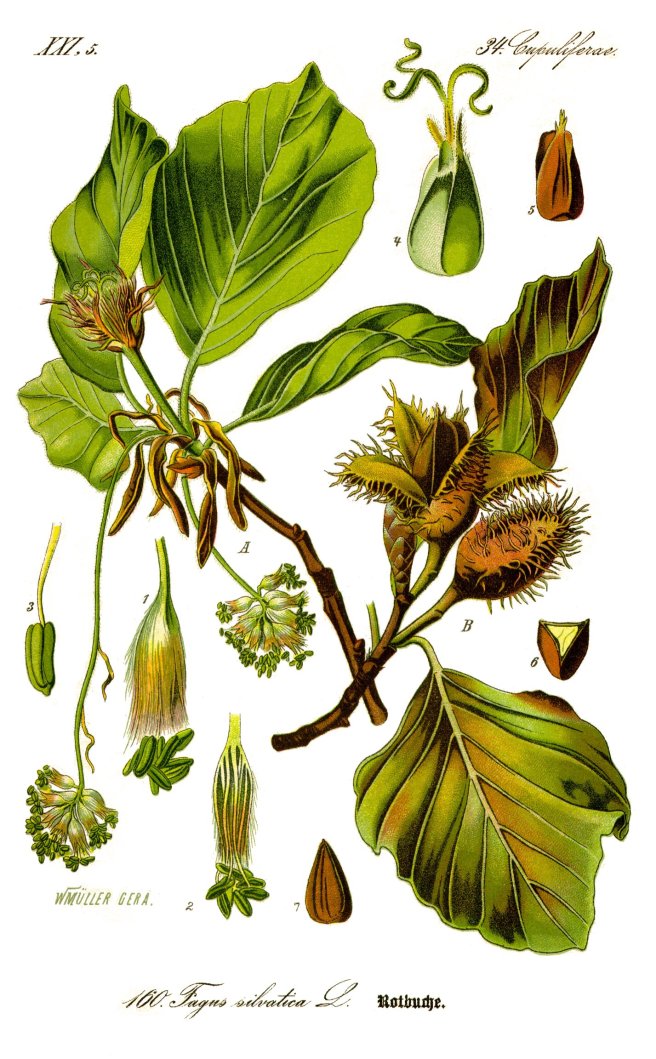 Illustration of beech (Fagus sylvatica)