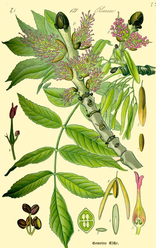 Botanical illustration of ash (Fraxinus excelsior)