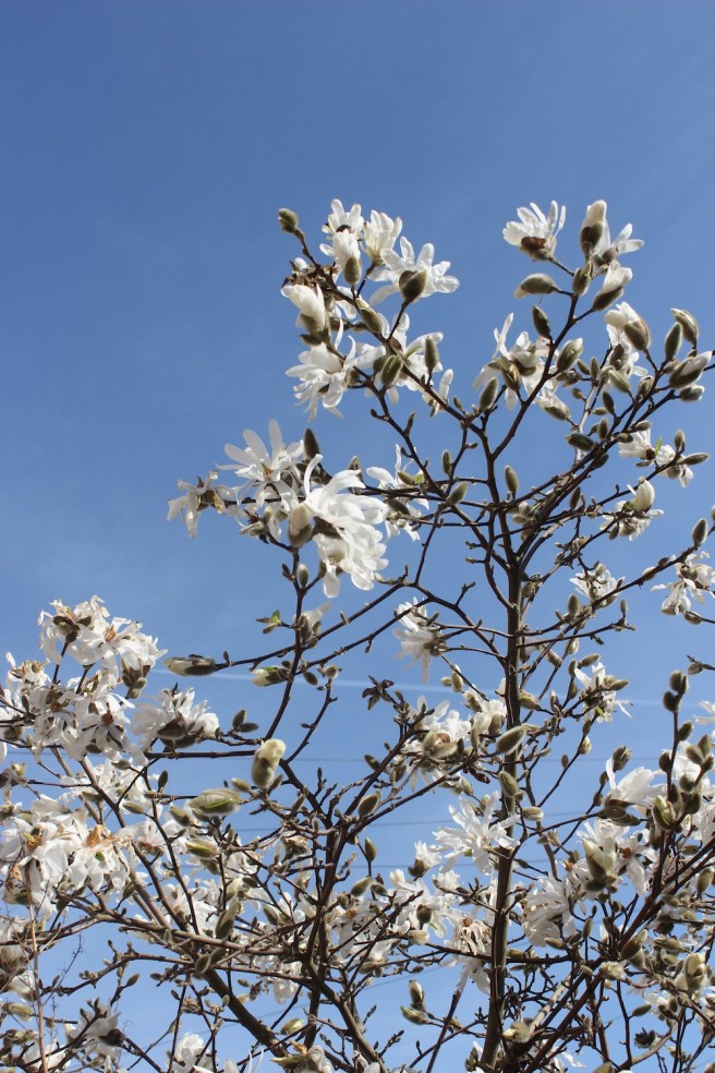 Magnolia stellata | Wolves in London