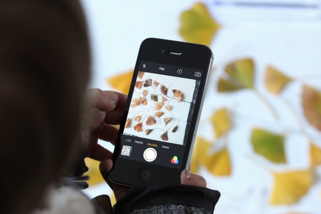 Photographing leaves