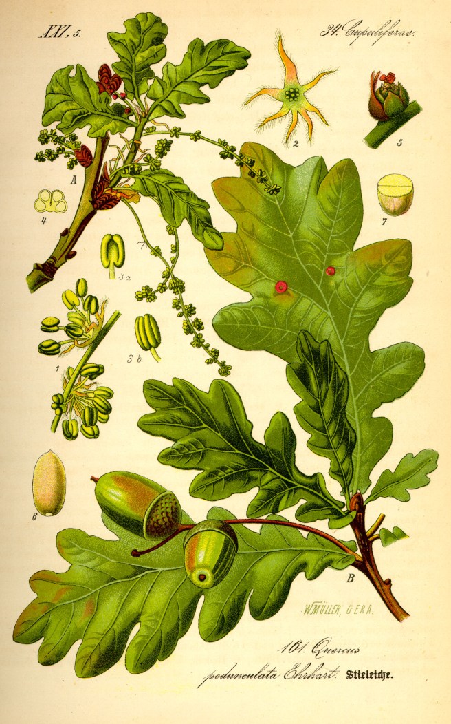 Botanical illustration of an oak (Quercus robur)