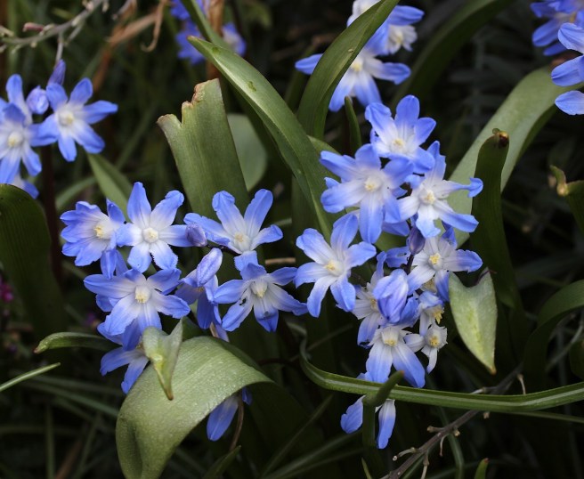 Chionodoxa forbesii