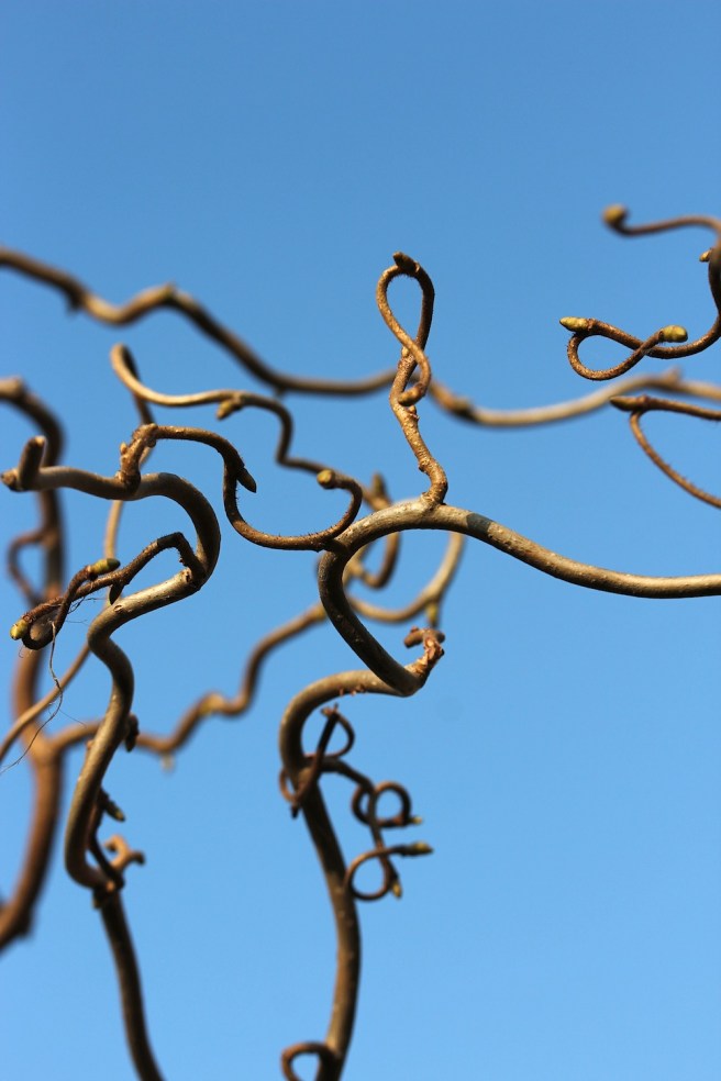 corkscrew hazel