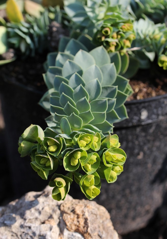 Euphorbia myrsinites