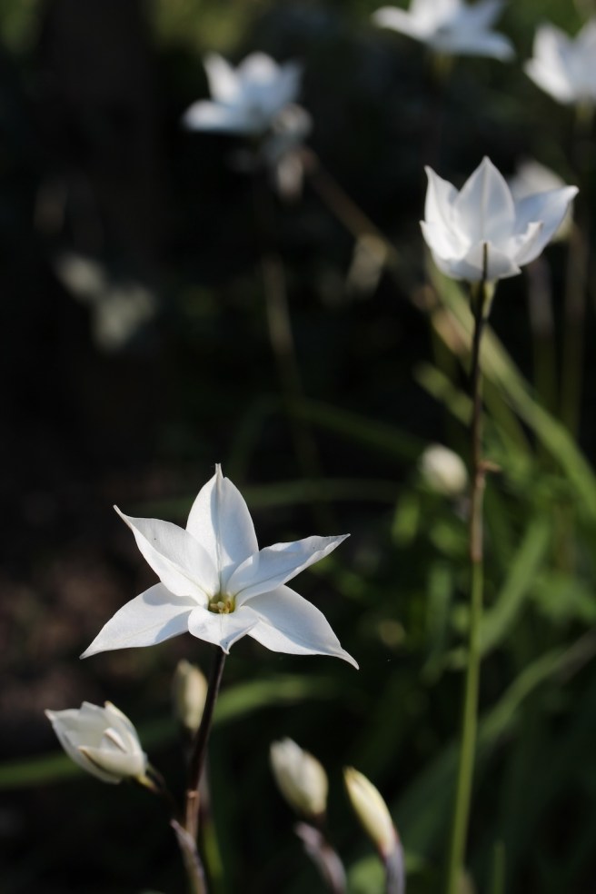 ipheion alberto castillo