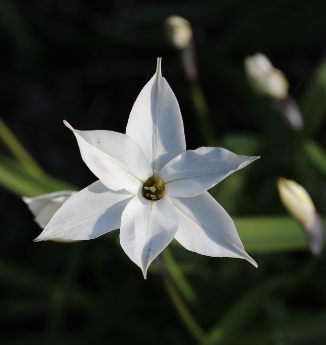 ipheion alberto castillo