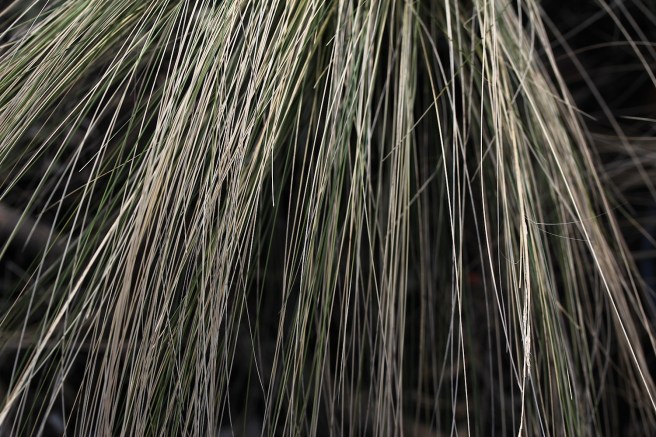 Stipa tenuissima
