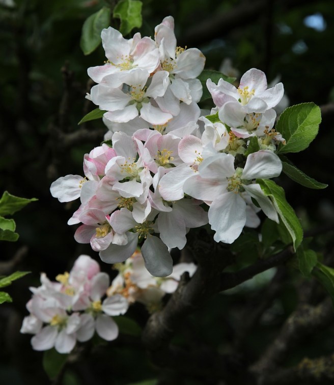 Apple blossom in the garden | Wolves in London