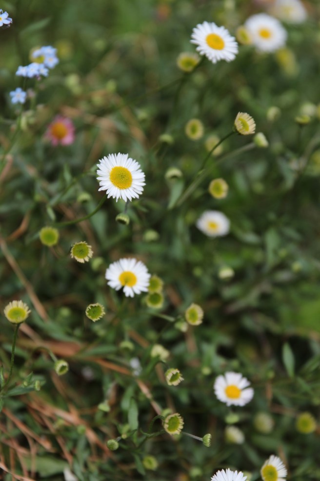 Erigeron karvinskianus | Wolves in London