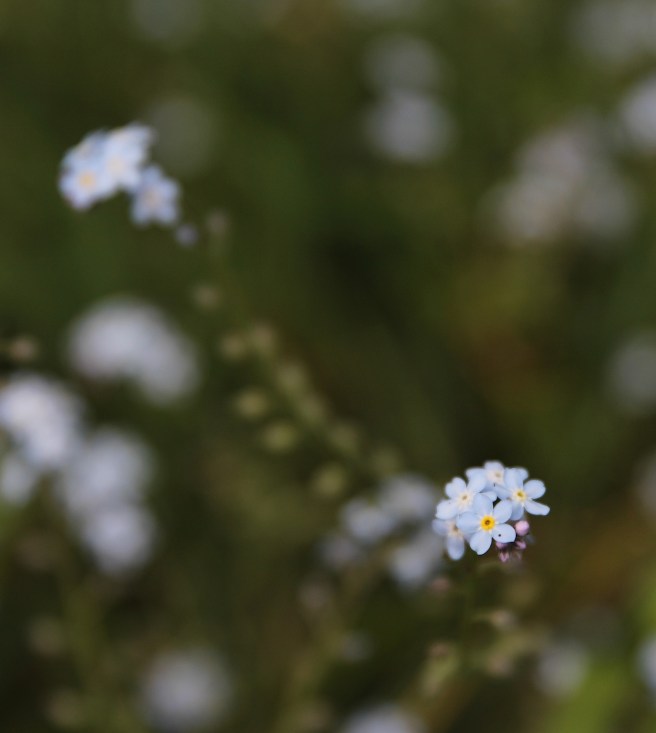 forget-me-not
