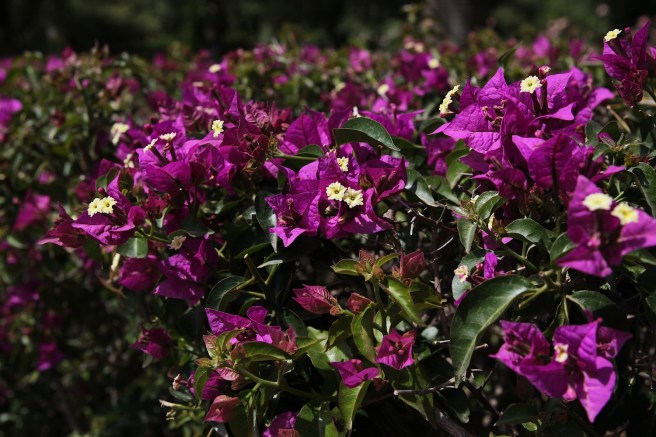 Bougainvillea