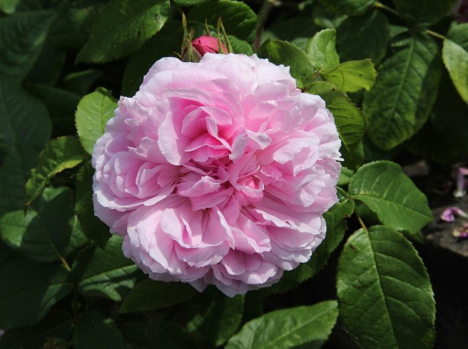 Pink rose | Wolves in London