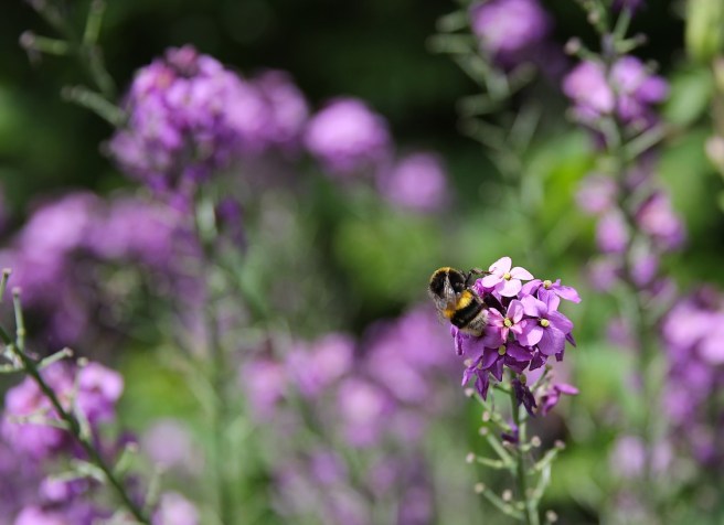 Bee on erysimum