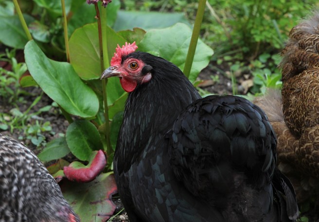 Pekin bantam chicken