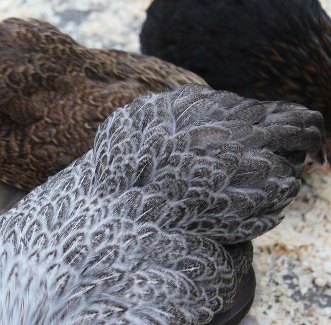 Pekin bantam feathers