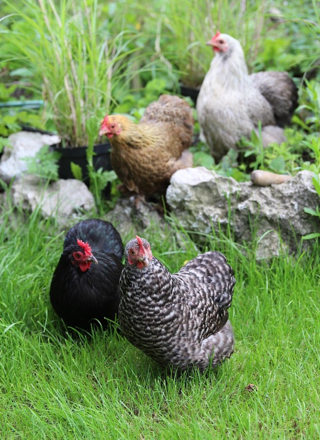 Pekin bantam urban chickens