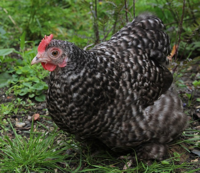 Polka the pekin bantam chicken