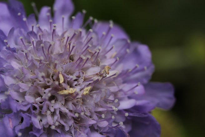 Scabiosa flower