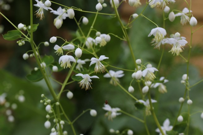 white thalictrum