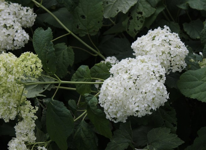 Hydrangea