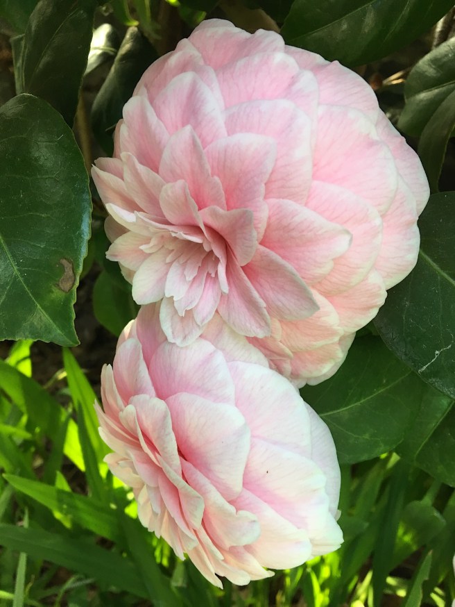 Camellia