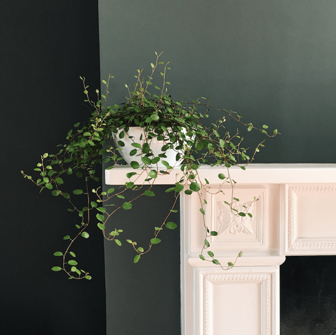 Farrow and Ball Down Pipe walls