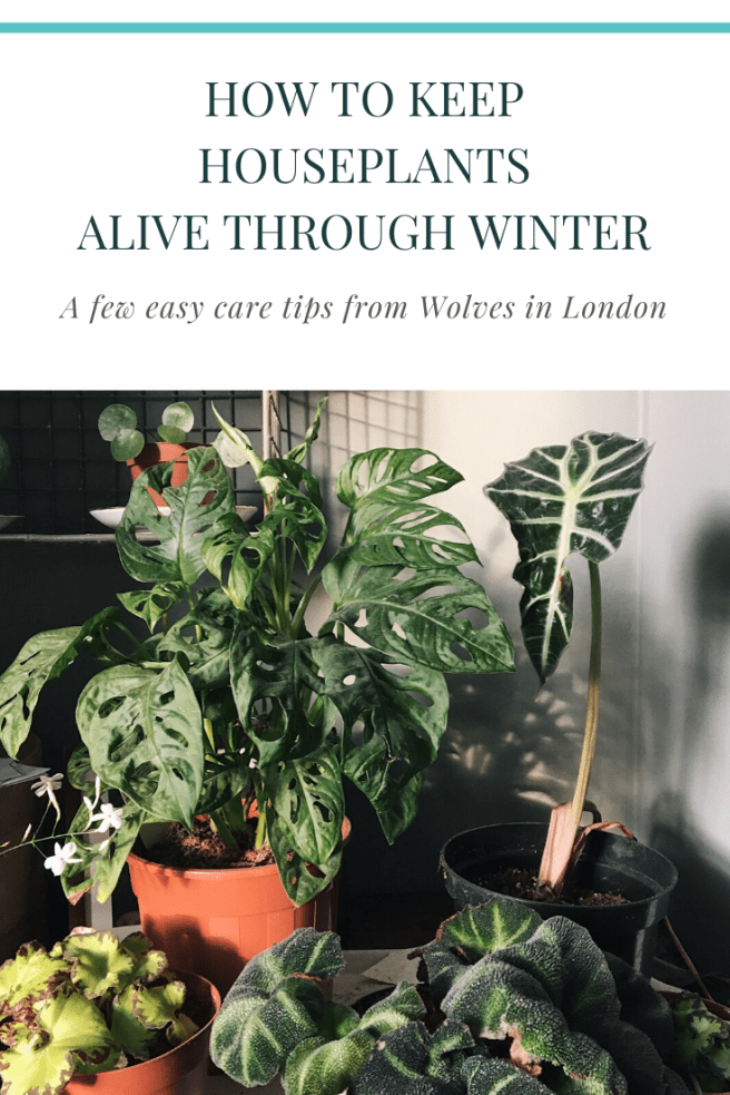 Keep houseplants alive in winter